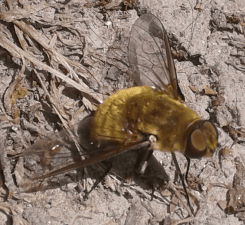 Bombyliidae : Villa sp.?